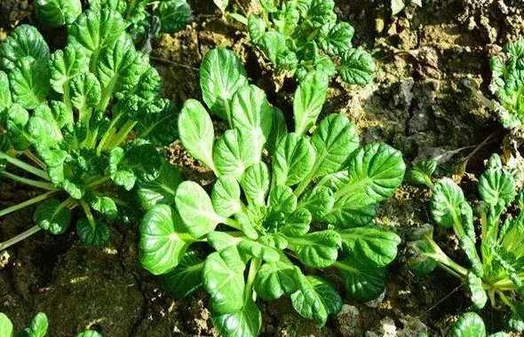 冬季阳台种植乌塌菜的方法