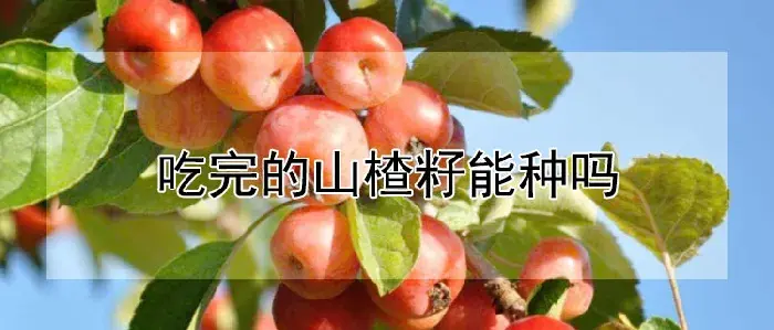 吃完的山楂籽能种吗