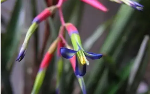 垂花水塔花怎么养 垂花水塔花养殖方法与注意事项