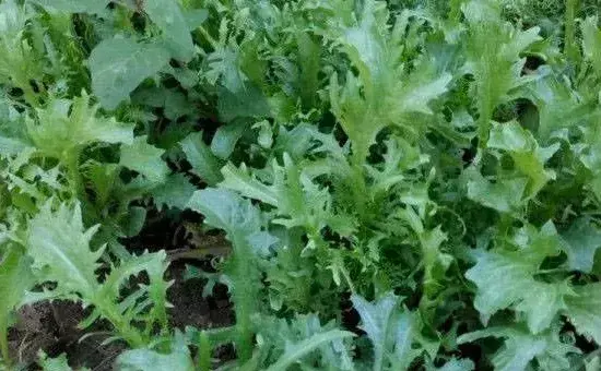苦菊种植要点和注意事项