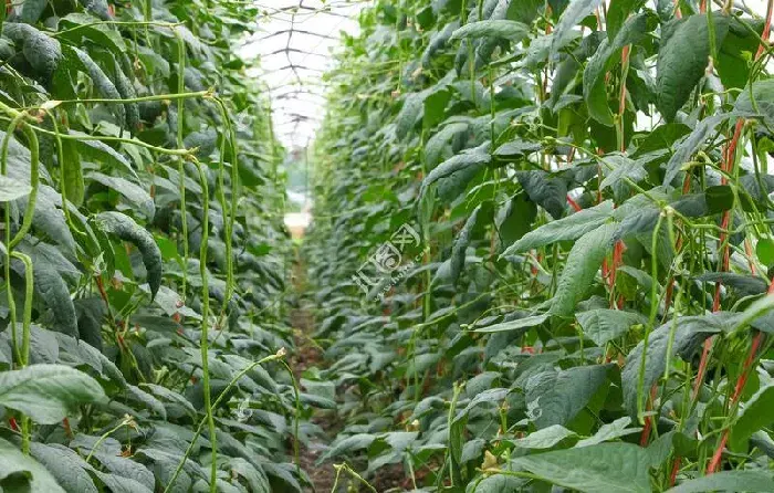 豇豆种植技术 豇豆如何才能达到高产？