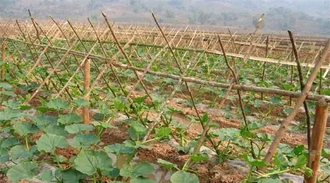 南瓜地膜覆盖播种技巧