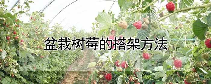 盆栽树莓的搭架方法