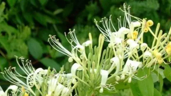 金银花怎么种植 金银花种植技术