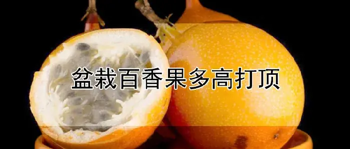 盆栽百香果多高打顶