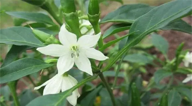 辣椒花果期的管理技术