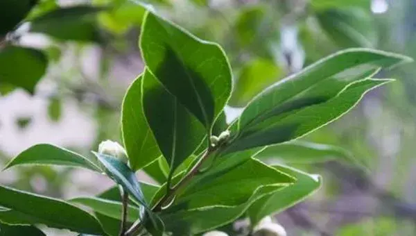 山茶花叶子干枯怎么办 山茶花掉叶子怎么回事