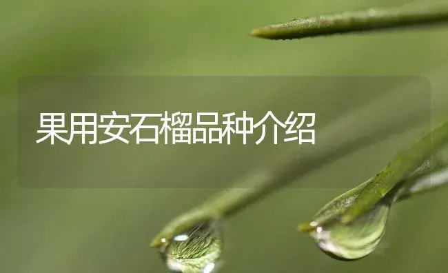 果用安石榴品种介绍 | 植物百科