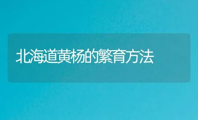 北海道黄杨的繁育方法 | 植物知识