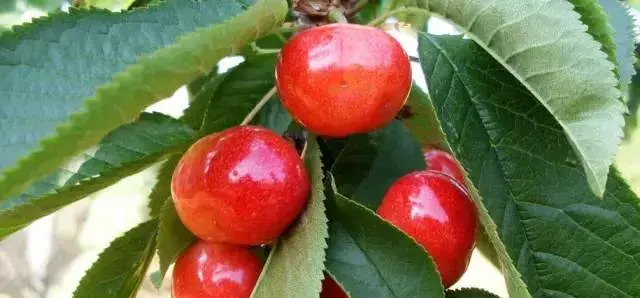 樱桃落花落果的原因和解决方法