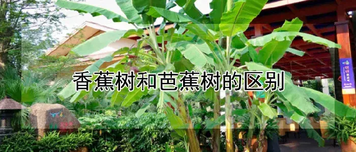 香蕉树和芭蕉树的区别