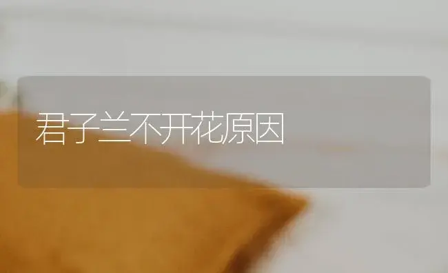 君子兰不开花原因 | 植物科普