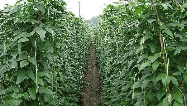 2018种豇豆赚钱吗？豇豆种植的利润与投资成本及前景预测