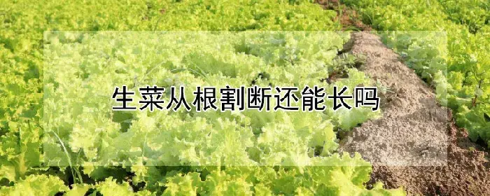 生菜从根割断还能长吗