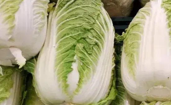 大白菜生长期多少天