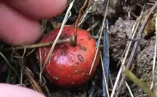 野地瓜种植技术，野地瓜5月种植6月就会成熟