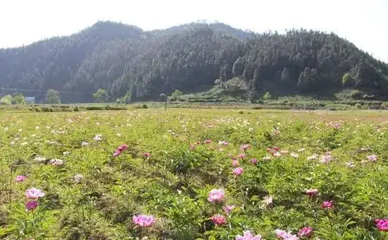 盆栽芍药的种植技巧及注意事项