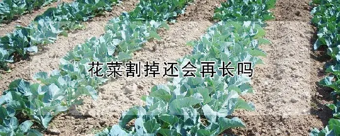 花菜割掉还会再长吗