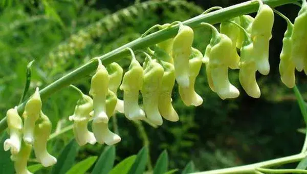 2018种苦参赚钱吗？苦参种植的利润与投资成本及前景预测