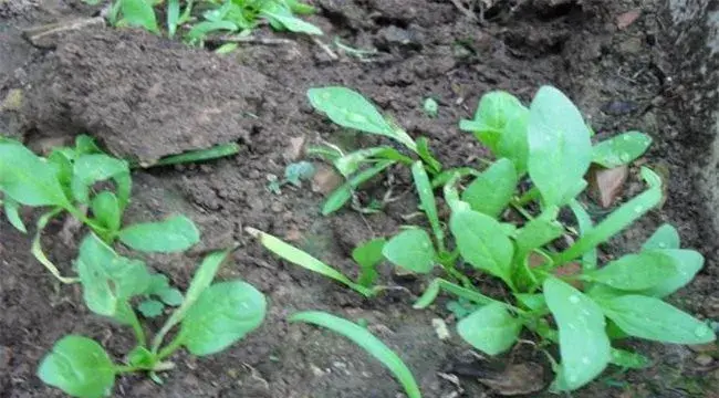 菠菜死苗原因及防治方法