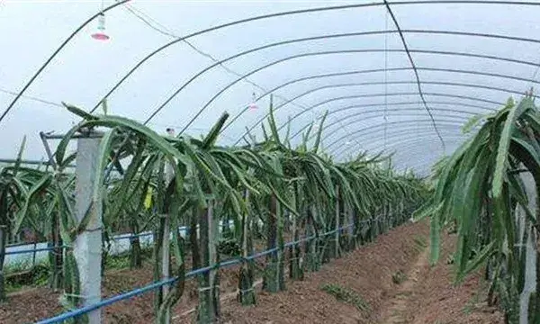 火龙果搭架种植的作用