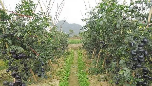 黑番茄种植栽培技术