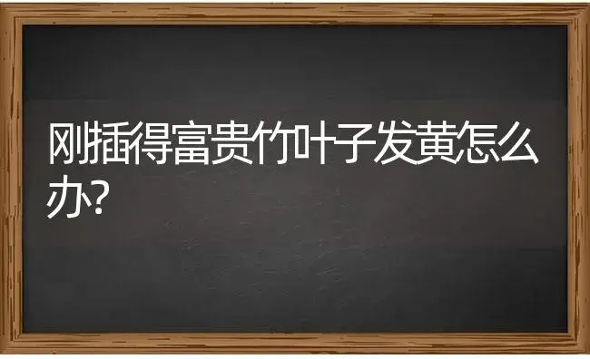 盆栽竹子品种介绍及栽培管理？ | 植物问答