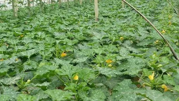 小葫芦的种植方法和管理