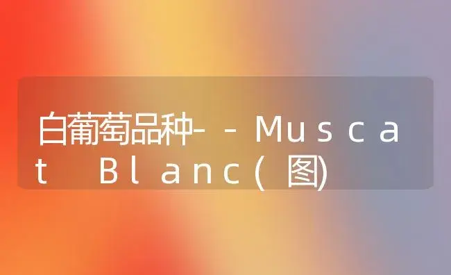 白葡萄品种--Muscat Blanc(图) | 植物百科