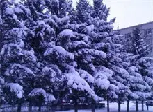 河西将新添雪松路