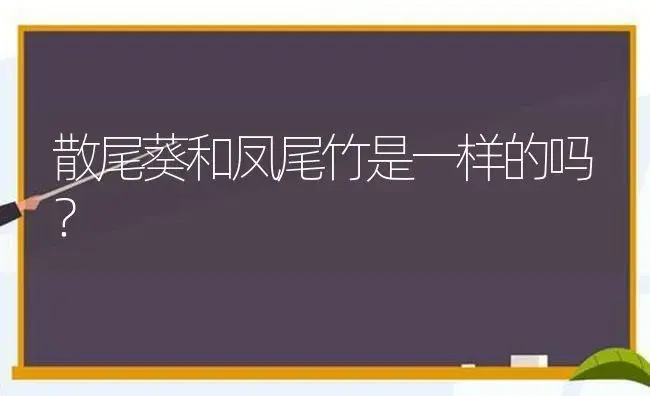 散尾葵和凤尾竹是一样的吗？ | 植物问答