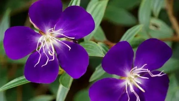 打破碗花怎么养 打破碗花种植方法与注意事项