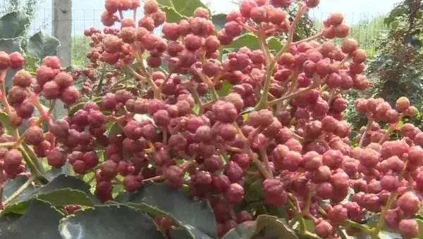 2018种花椒赚钱吗？花椒种植的利润与投资成本及前景预测