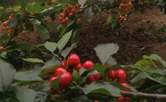 种植樱桃选哪个品种比较好？这五个品种就很不错！