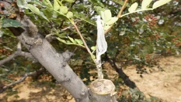 花椒嫁接用什么砧木上好？