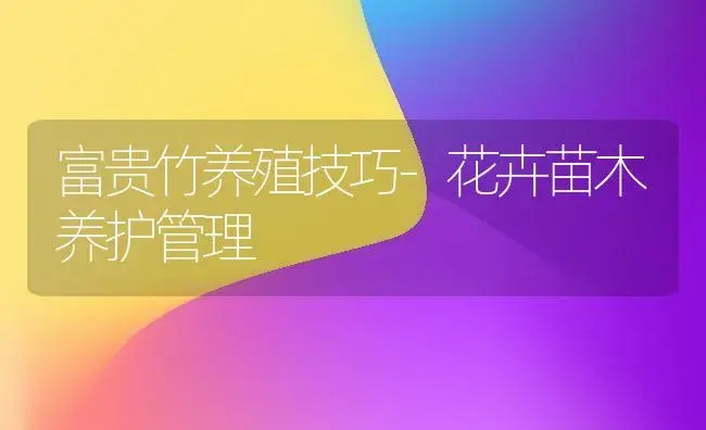 富贵竹养殖技巧-花卉苗木养护管理 | 植物科普