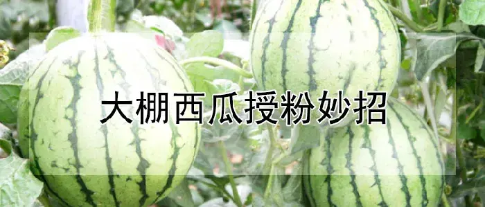 大棚西瓜授粉妙招