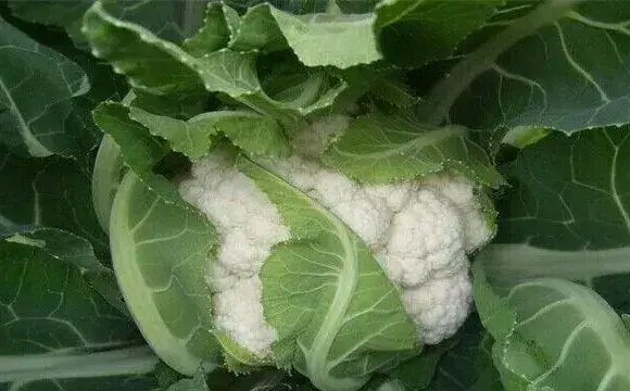 花椰菜干烧心原因及防治方法