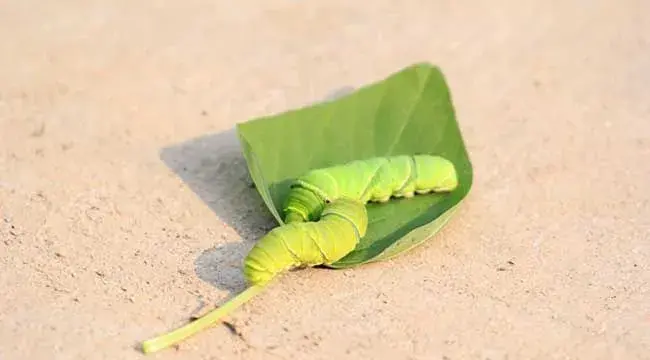 猪儿虫的危害和防治