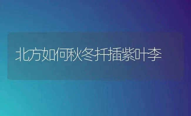 北方如何秋冬扦插紫叶李 | 植物科普