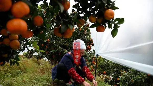 武鲜柑种植风险分析