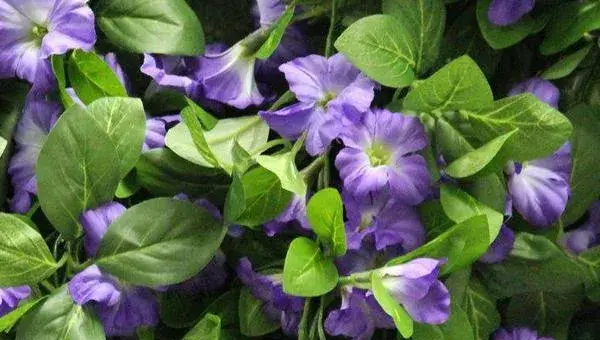牵牛花怎么传播种子 牵牛花播种繁殖方法
