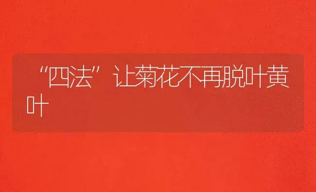 “四法”让菊花不再脱叶黄叶 | 植物知识