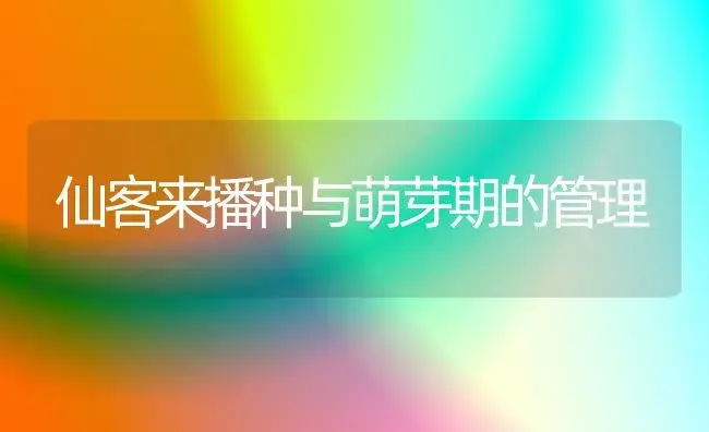仙客来播种与萌芽期的管理 | 植物科普