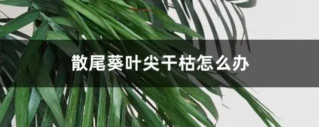 散尾葵叶尖枯焦是怎么了？