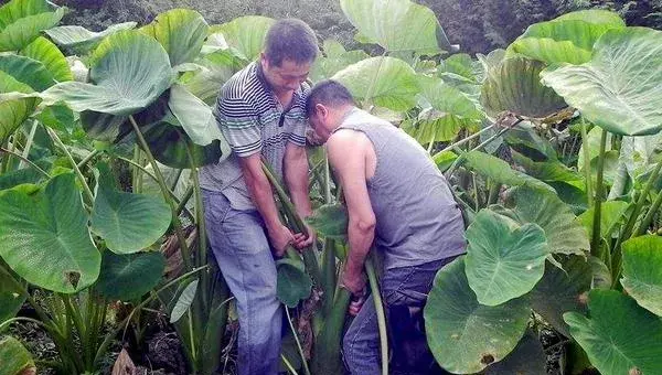 荔浦芋头的种植方法与时间，终霜后播种