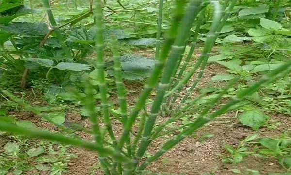 节节草的种植前景如何