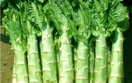 莴笋种植技术要点详解，怎么提高产量
