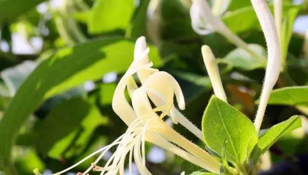 金银花什么时候季节种植最好