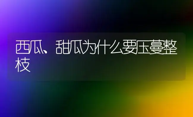 西瓜、甜瓜为什么要压蔓整枝 | 植物科普